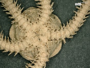 Media type: image; Invertebrate Zoology OPH-1498